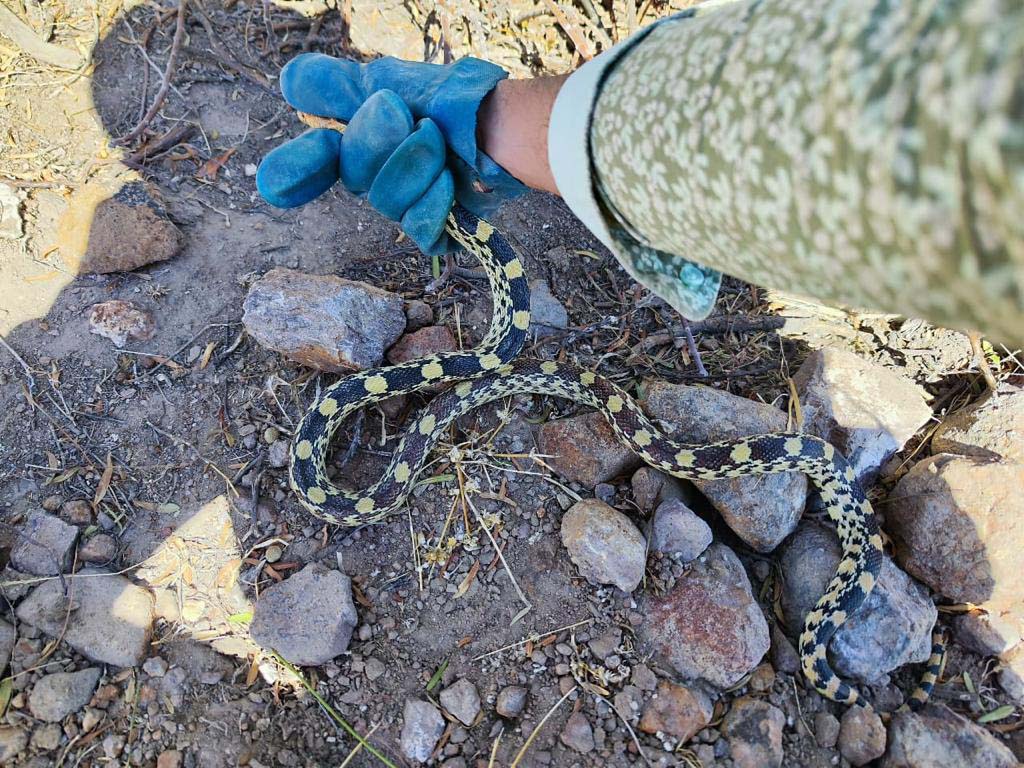 PRAMSEI: Proyectos ambientales en etapas constructivas y operativas (60)
